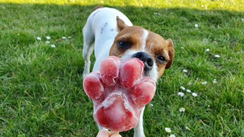 Stevi & Schnück‘s Hundemarmelade Einhorn DŻEM DOBRY JEDNOROŻEC 275g