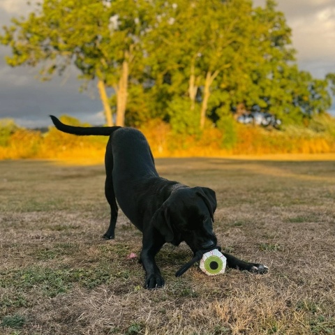 Eye-m watching you OKO, zabawka dla psa, ekologiczna z zamszu, GREEN & WILD'S,