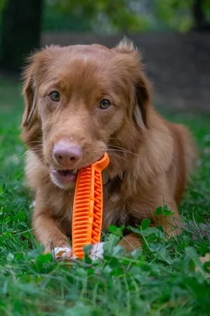 Kość do żucia, gryzak dla psa, łagodzi stres i wspomaga higienę zębów, Fiboone dental, FIBOO