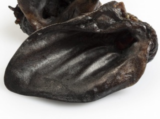 Ucho dzika, naturalny gryzak dla psa, BALTO