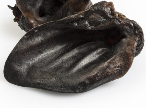 Ucho dzika, naturalny gryzak dla psa, BALTO